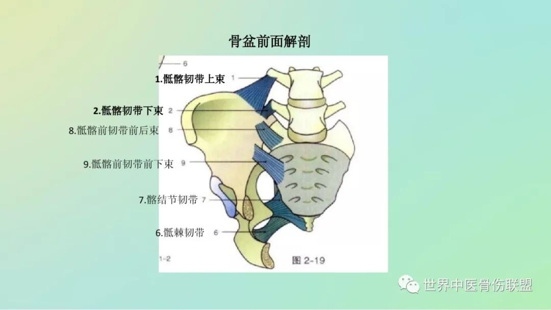 骶髂关节由骶骨的两侧面与髂骨上部的内后缘即耳状关节面相连而成