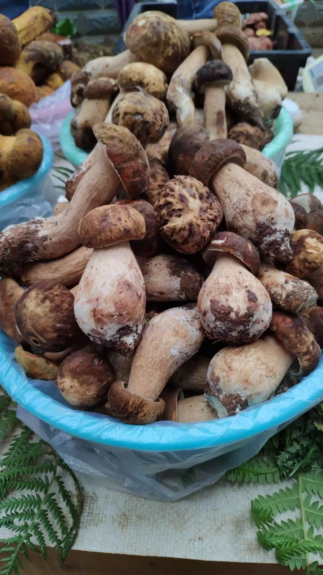 菌子雖好吃,但一定不能偷懶,千萬要炒熟,要學會分辨有毒無毒的野生菌!