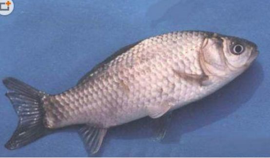 银灰鲫鱼白鲫鱼身体长,个头大,食性广,对饲料要求不严,可兼食浮游生物