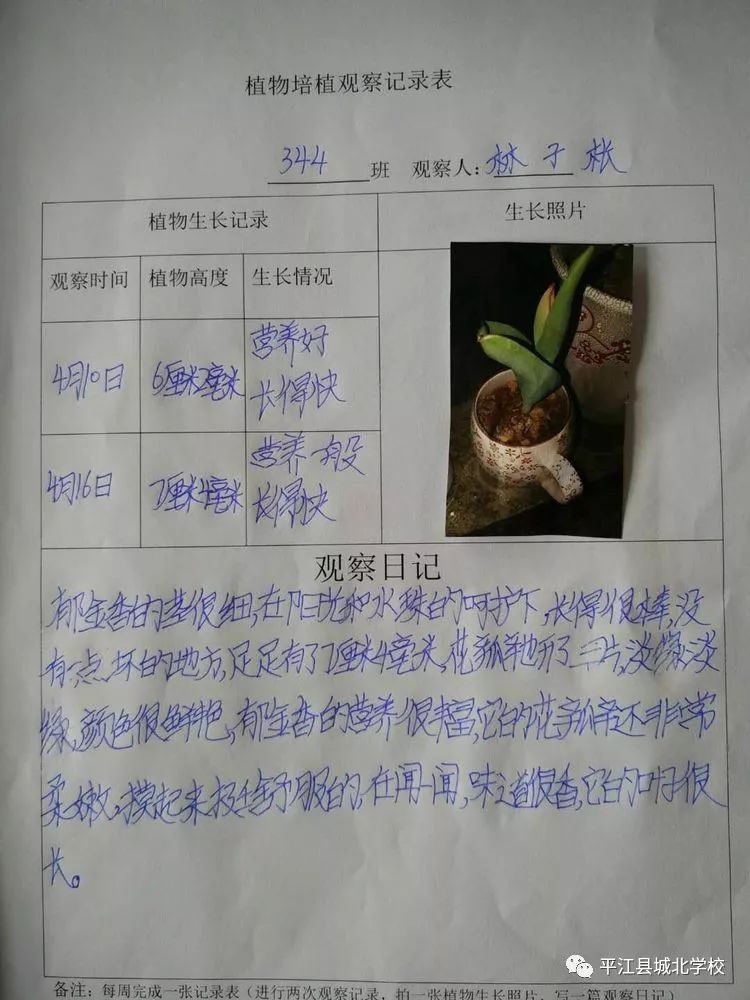 芦荟植物观察记录图片