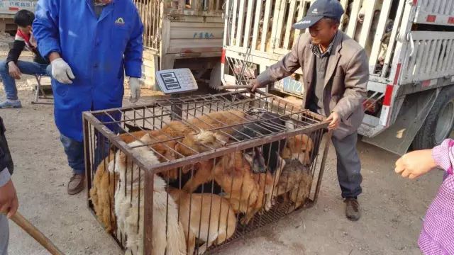 昆明小板桥狗市场图片