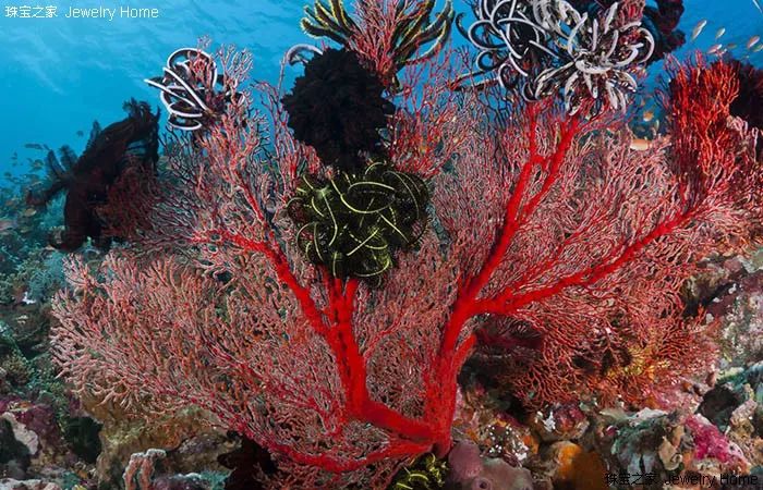 那在拥有那么多生物的海洋世界里,珊瑚这种宝石是如何形成并且脱颖而