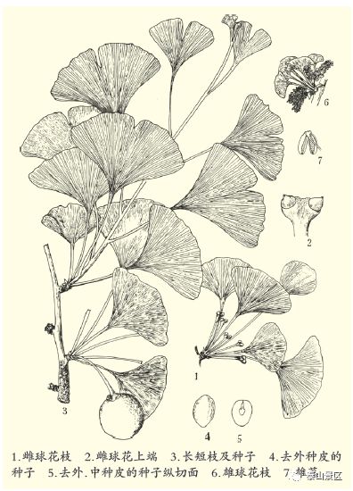 银杏植物图例图片