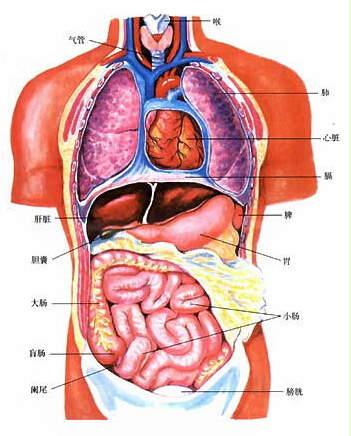 人体器官图标注释图片图片