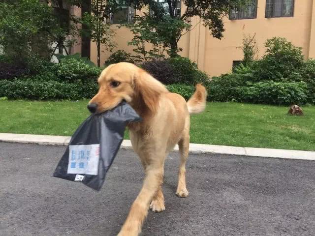 金毛每天替主人拿着快递,风雨无阻,狗狗:618我可能要请假!