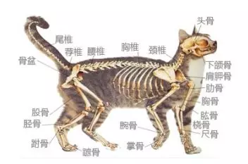 猫体表淋巴结分布图片