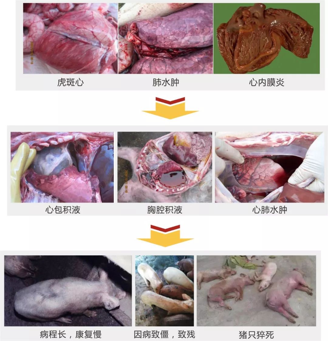 副豬嗜血桿菌,口蹄疫,藍耳病,豬丹毒,鏈球菌等病到中後期常見心包積液