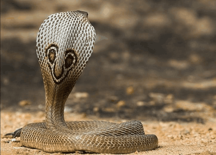 眼镜王蛇是蛇之煞星在毒王榜上排名第9