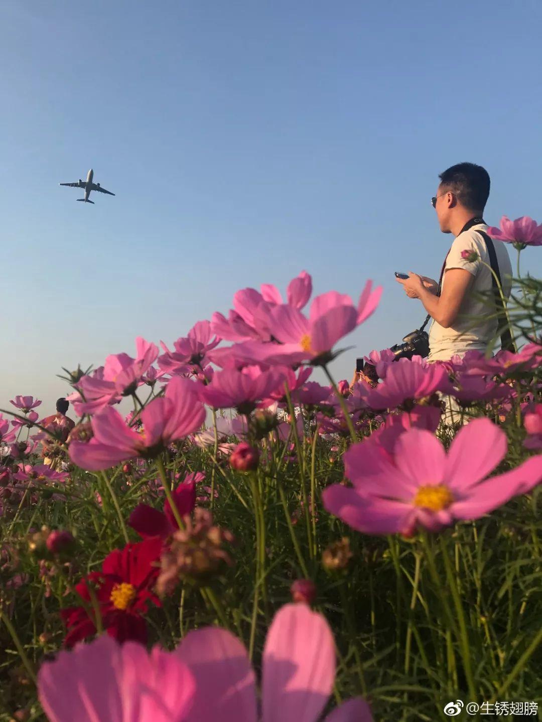 不要錢成都雙流空港花田火火火了賞花看飛機兩不誤