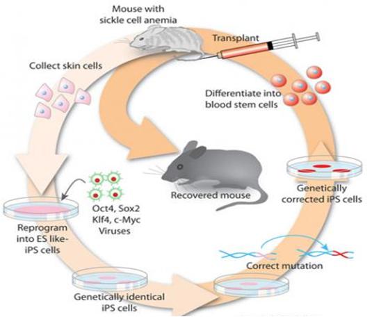 genetransfection|知识分享：IPS专题介绍