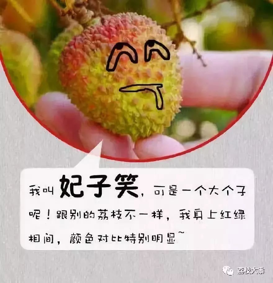 一骑红尘妃子笑罗山西亚荔枝来