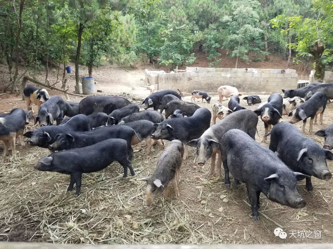 乐业扶贫农贸市场预售正宗放养土猪,预订从速