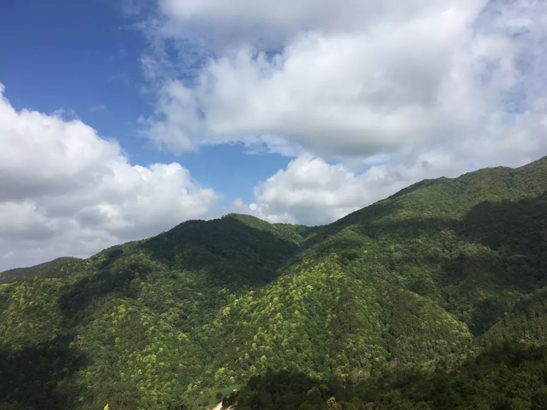 茶旅"品茗澜沧江畔,问道忙麓山中,昔归·寻得好茶归