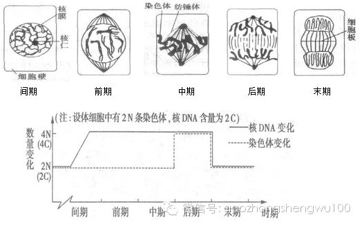 高中生物期末重点 快速突破有丝分裂与减数分裂难点