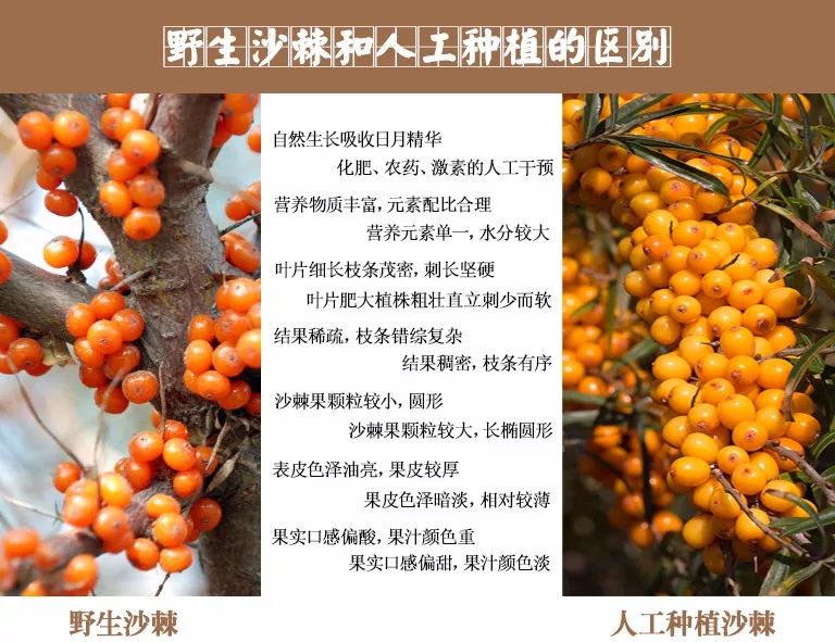 植株无行无列,错综复杂,营养成分更高,经研究中华野生沙棘果的营养