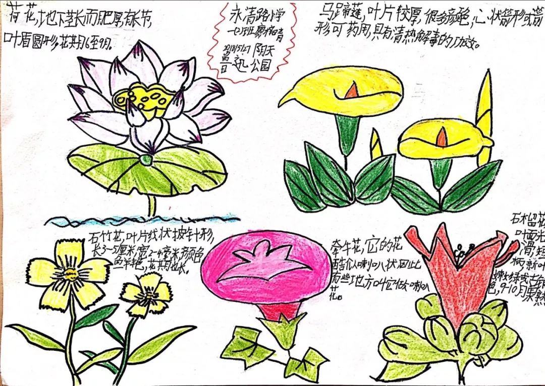 植物自然筆記包括