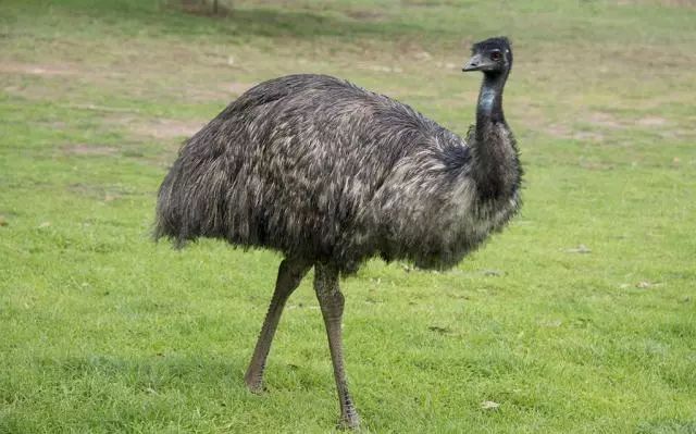 体型仅次于非洲鸵鸟,因此也被称作澳洲鸵鸟,足三趾,是世界上最古老的