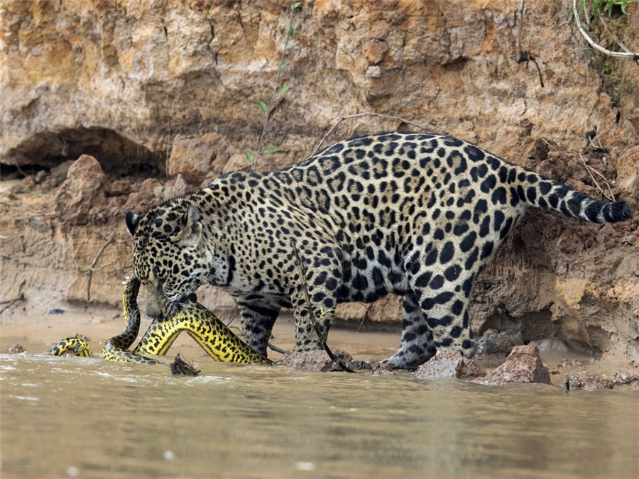孟加拉豹猫 蟒蛇图片
