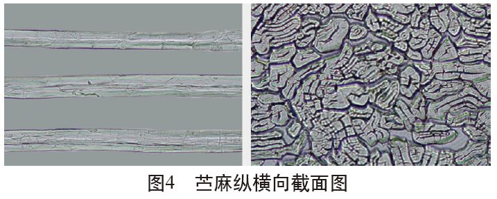 各类麻纤维在不同显微镜下的特征分析技术课堂第53讲