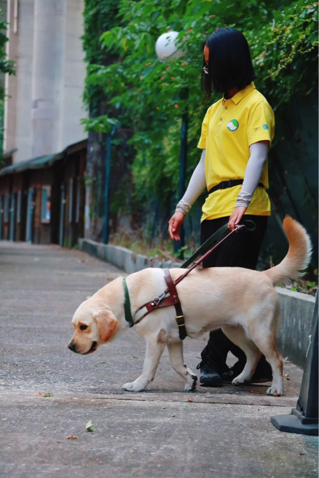 导盲犬训练基地的一天从早上8点就开始了训导员就住在岛上每人负责