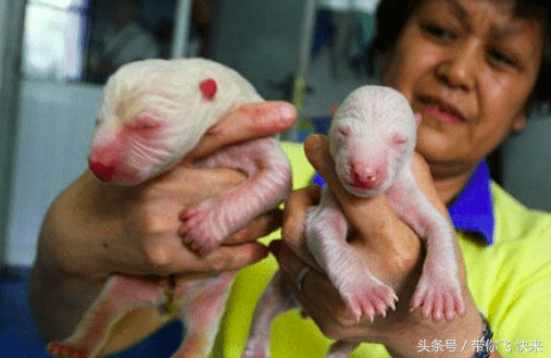 刚出生的北极熊双胞胎