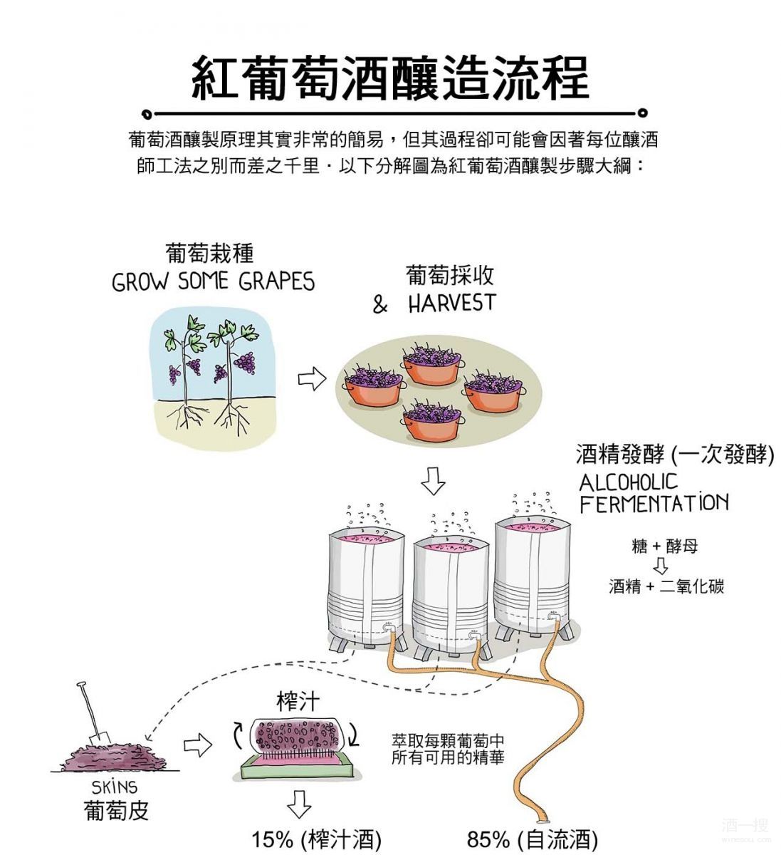 葡萄酒的制作方法图片