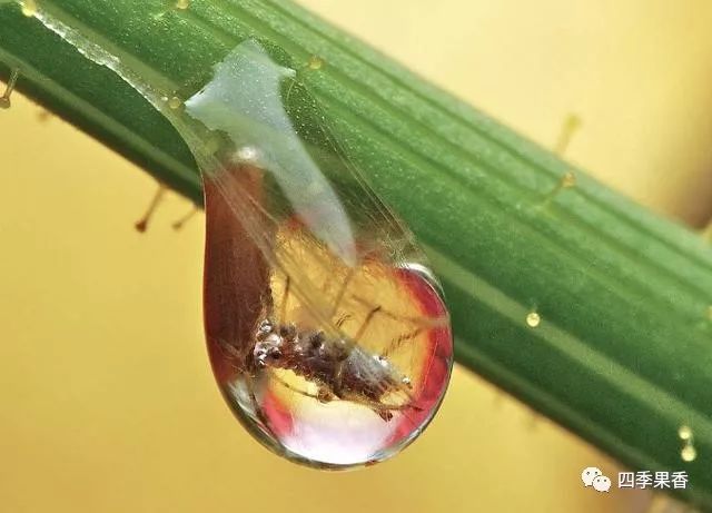 蚜虫分泌蜜露图片