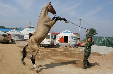 组图中外28大最著名的马种排行榜内蒙古三河马排第二