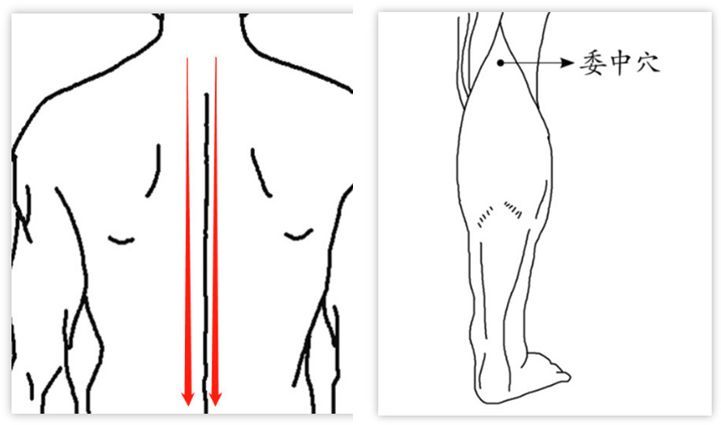 左图顺着箭头左右各有17个夹脊穴
