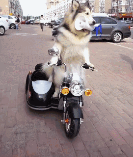 狗骑电动车表情包图片