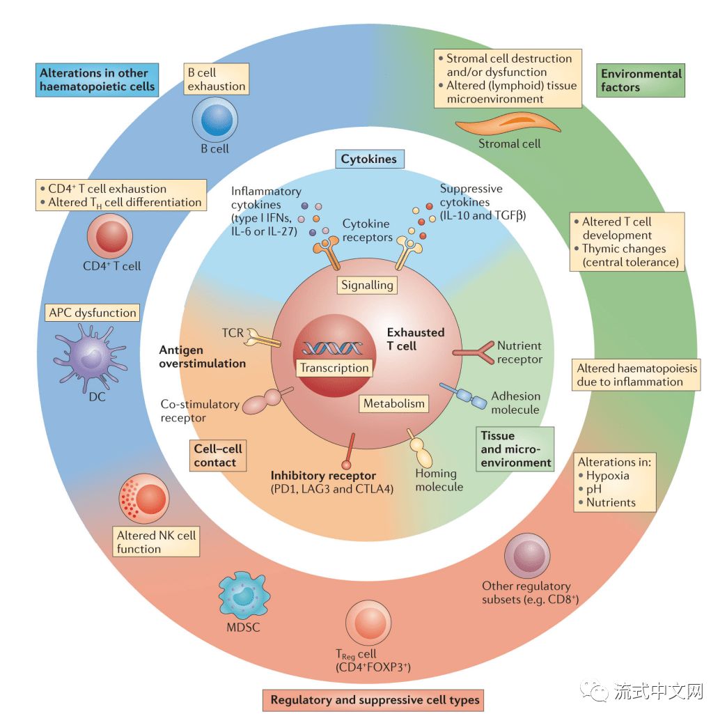 t细胞是如何被耗竭掉的三张图了解一下你是否想到了人生