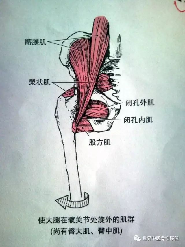 闭孔内