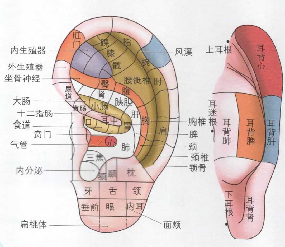 耳朵部位名称图片大全图片