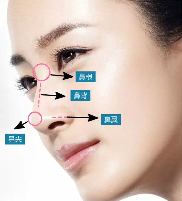 鼻梁正确位置图片图片