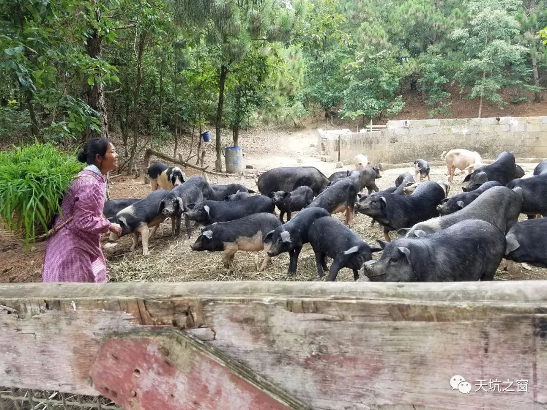 乐业扶贫农贸市场预售正宗放养土猪,预订从速