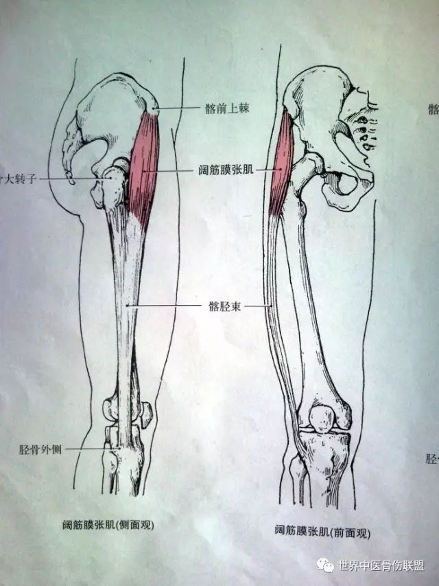 股直肌:自髂前下棘至脛骨粗隆.縫匠肌:自髂前上棘至脛骨上端內面.