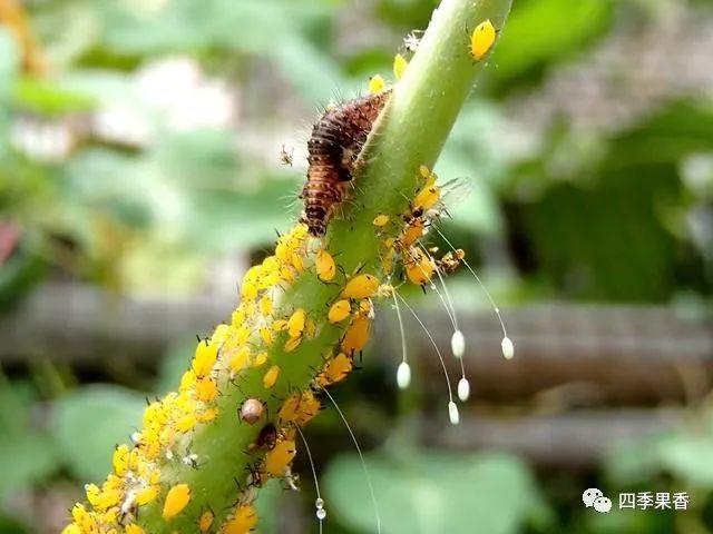 蚜虫分泌蜜露图片