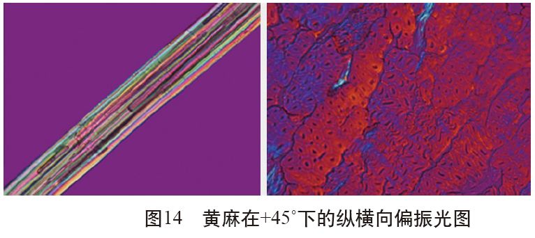 各类麻纤维在不同显微镜下的特征分析技术课堂第53讲