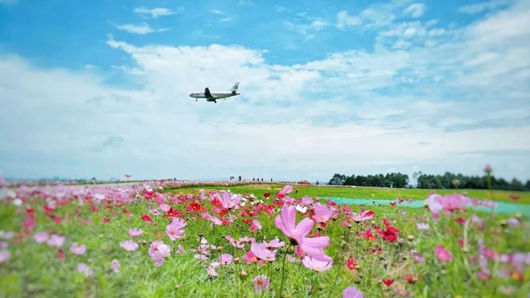 網紅空港花田