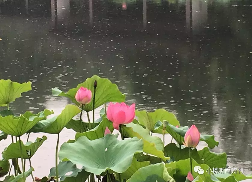 西湖新荷 ‖ 風荷如我待,喚雨一屏開