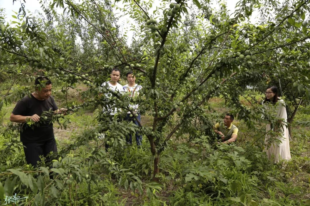 技术员李代均说,果树管理好加上今年天气好,李子长势就好,为了保证