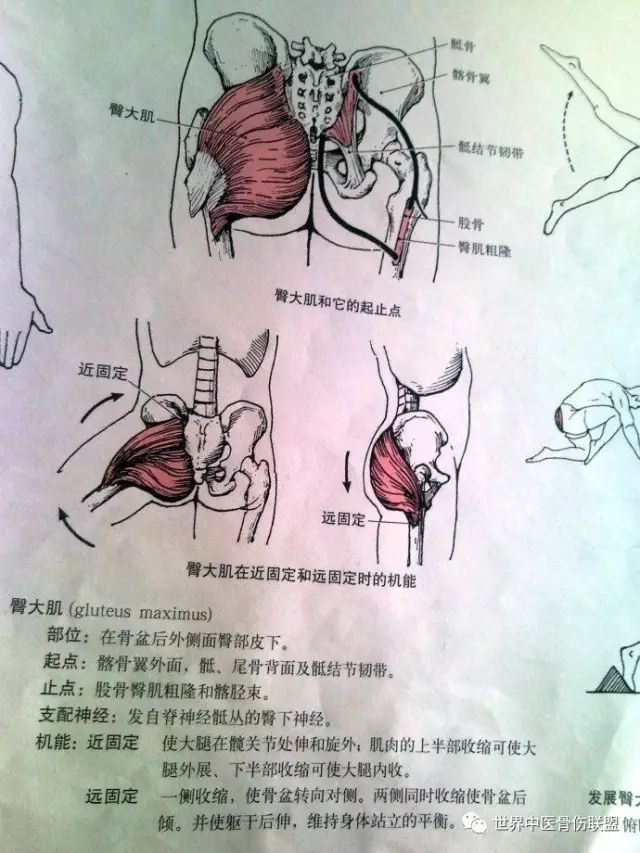 注:臀大肌:自骶骨背面,髂骨翼外面至股骨臀肌粗隆及髂脛束.