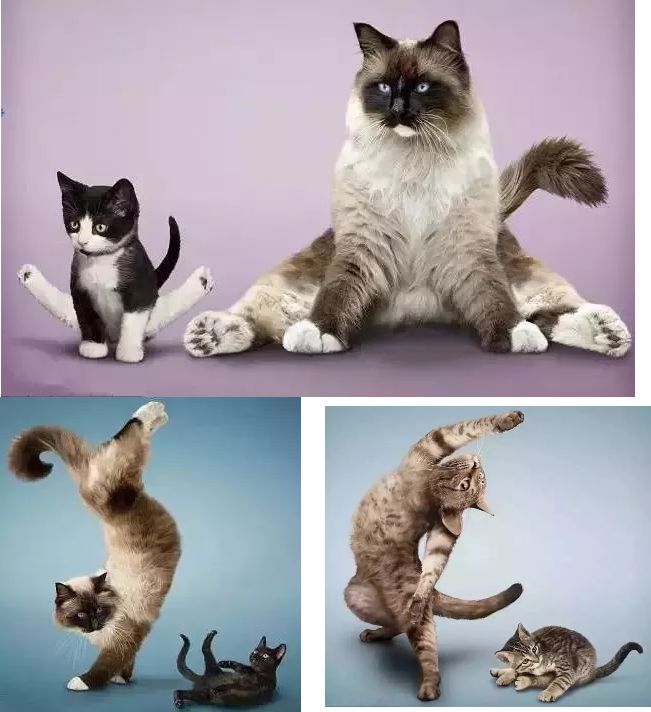 大猫趴瑜伽体式图片