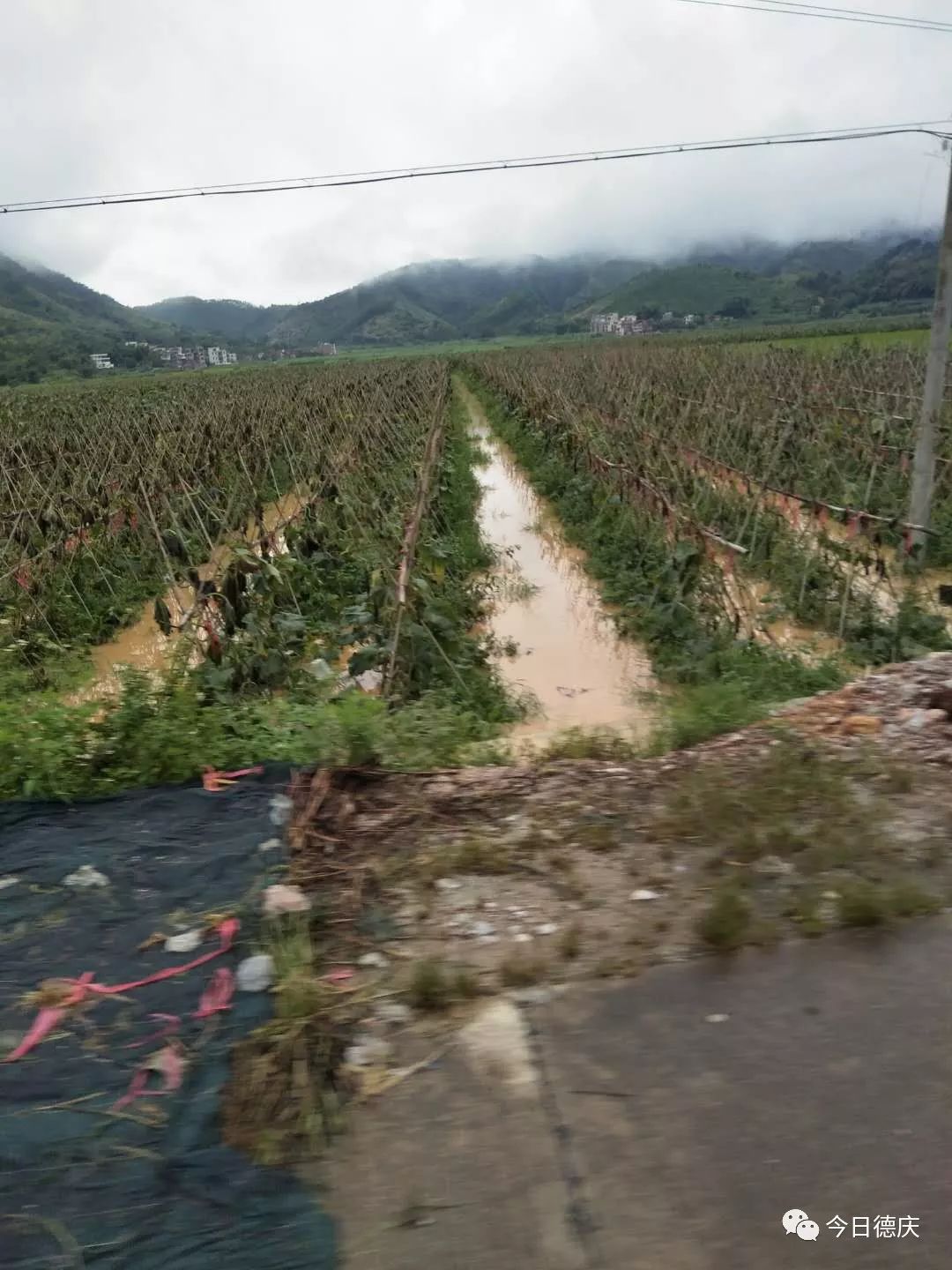 周知321國道悅城路段發生山體塌方往德慶方向封路玉龍寨一夜成澤國多