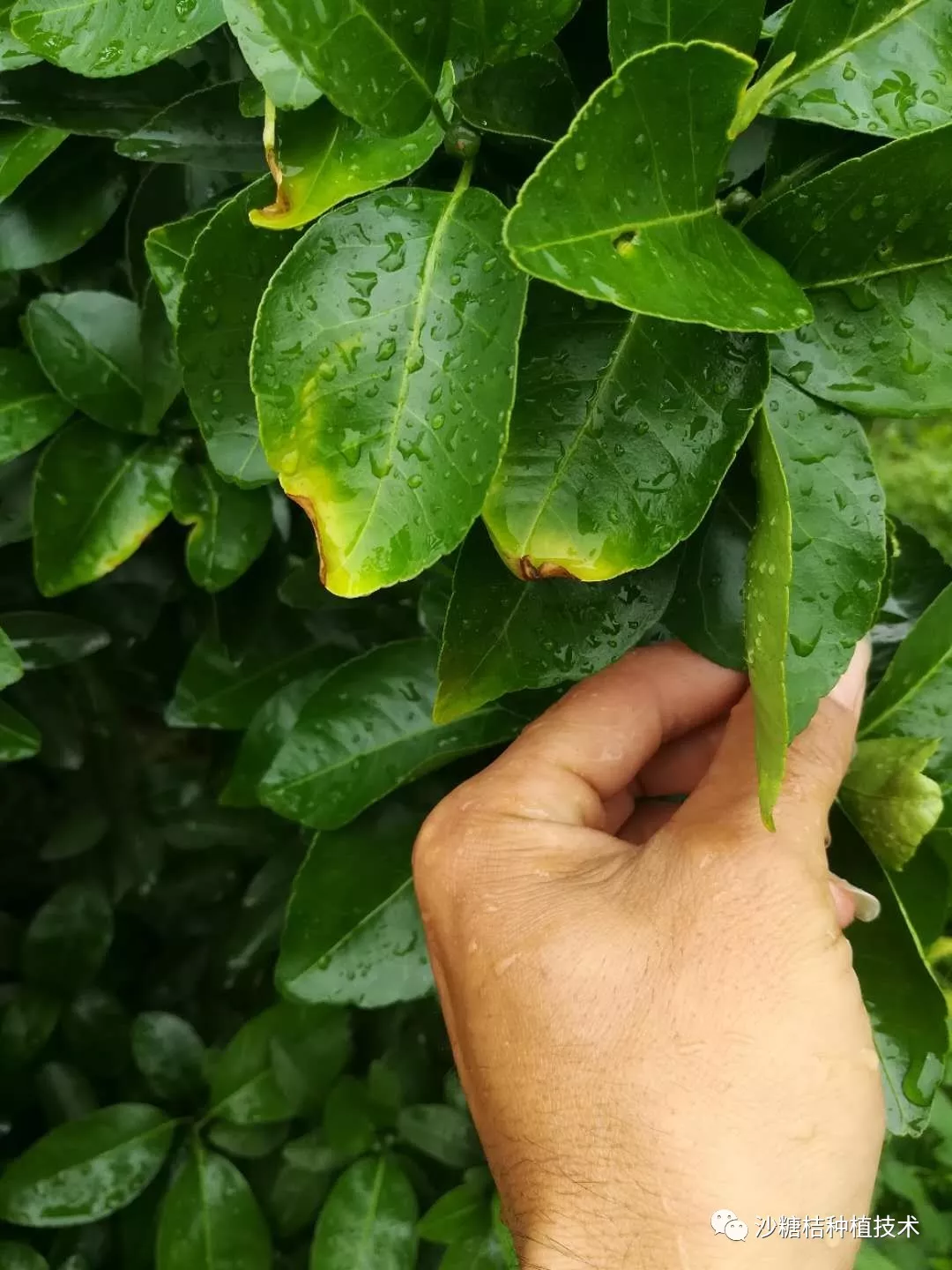 看圖識別葉片症狀防治用藥:咪鮮胺,吡唑醚菌酯, 戍唑醇,代森錳鋅.