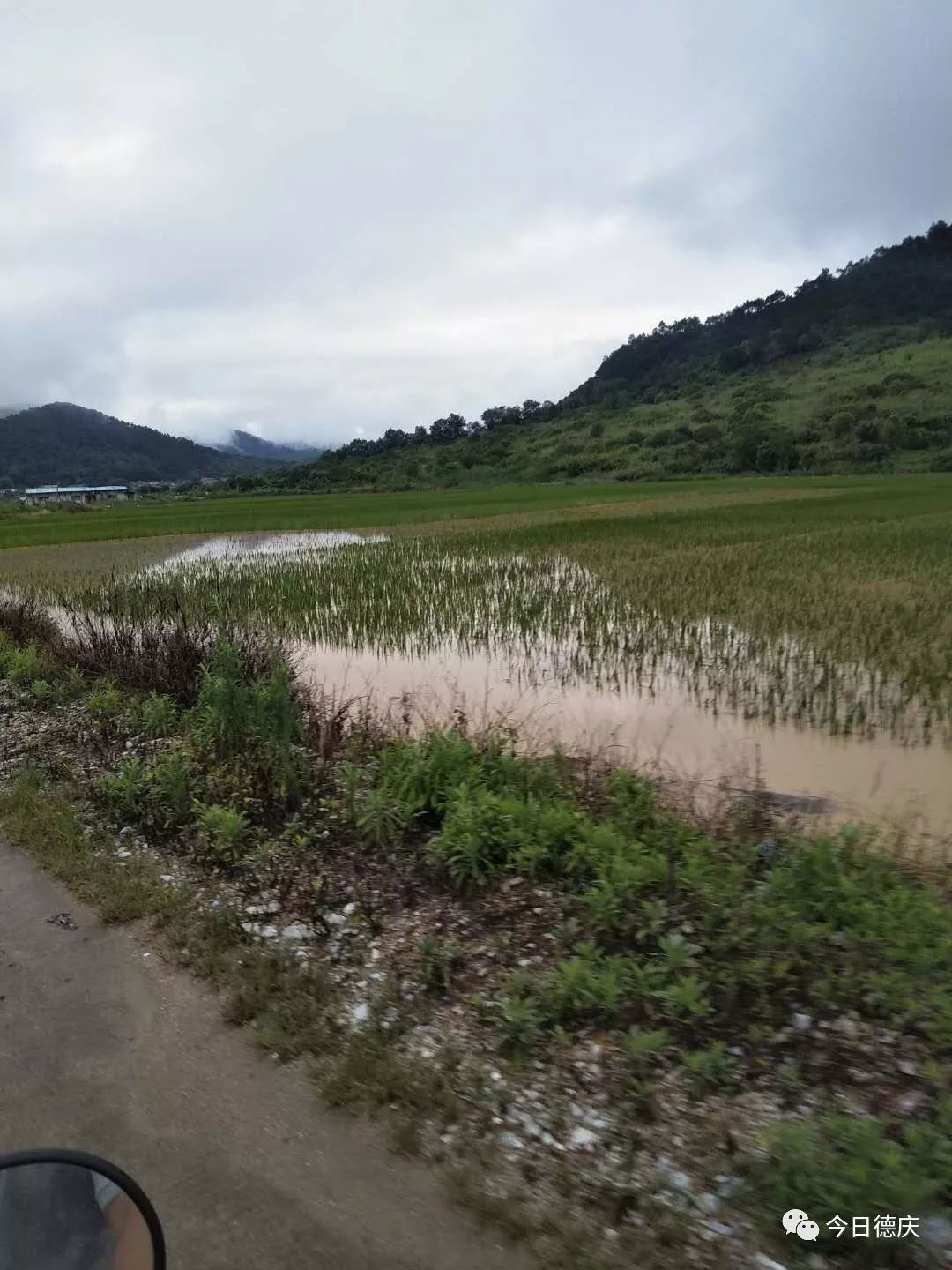 周知321國道悅城路段發生山體塌方往德慶方向封路玉龍寨一夜成澤國多