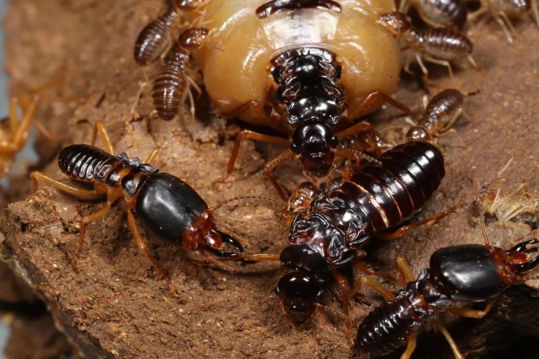 前面我们说过白蚁体内有大量的微生物可以帮助低等白蚁分解木质素获得