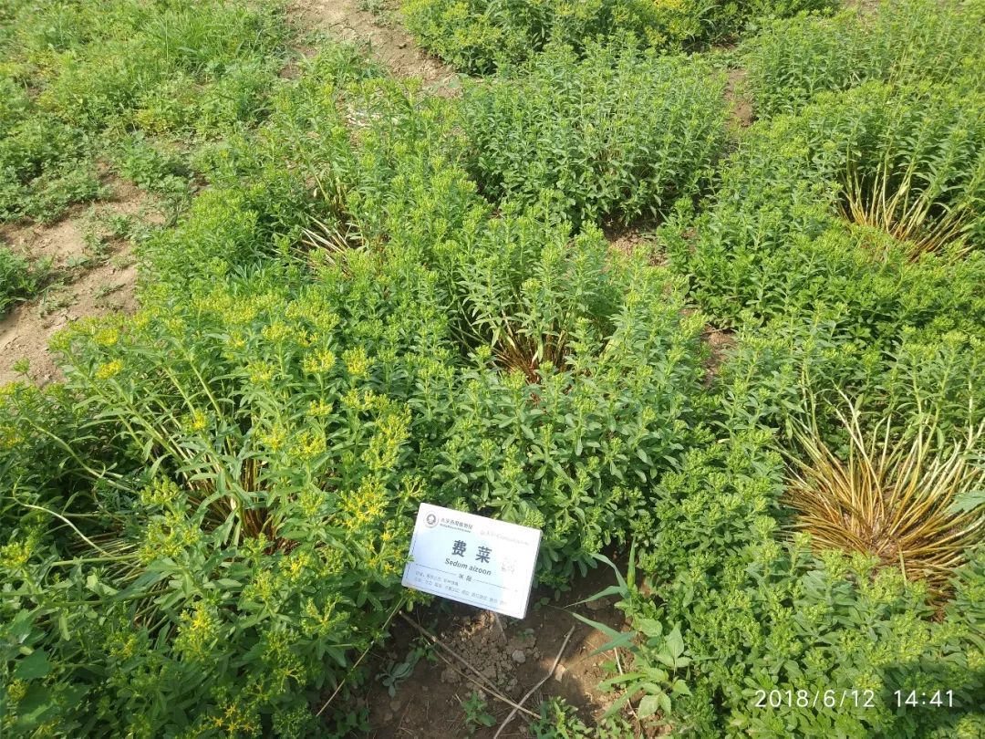 北京药用植物园图片