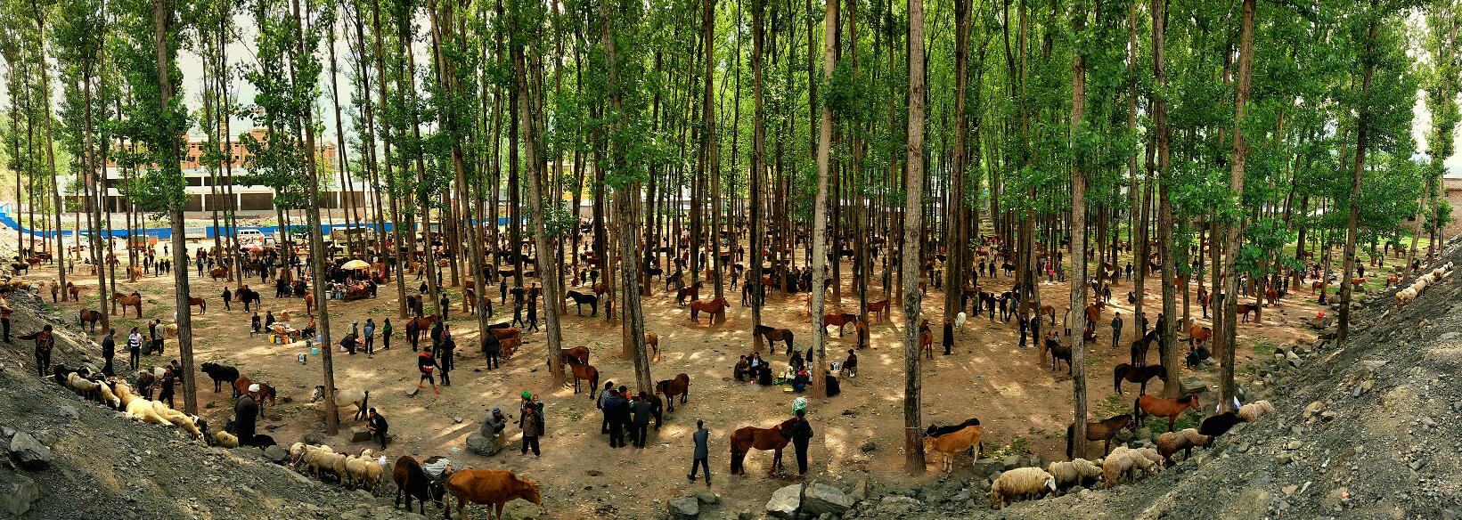 d5天:美姑—井葉特西鄉—沙馬馬拖村—採住村