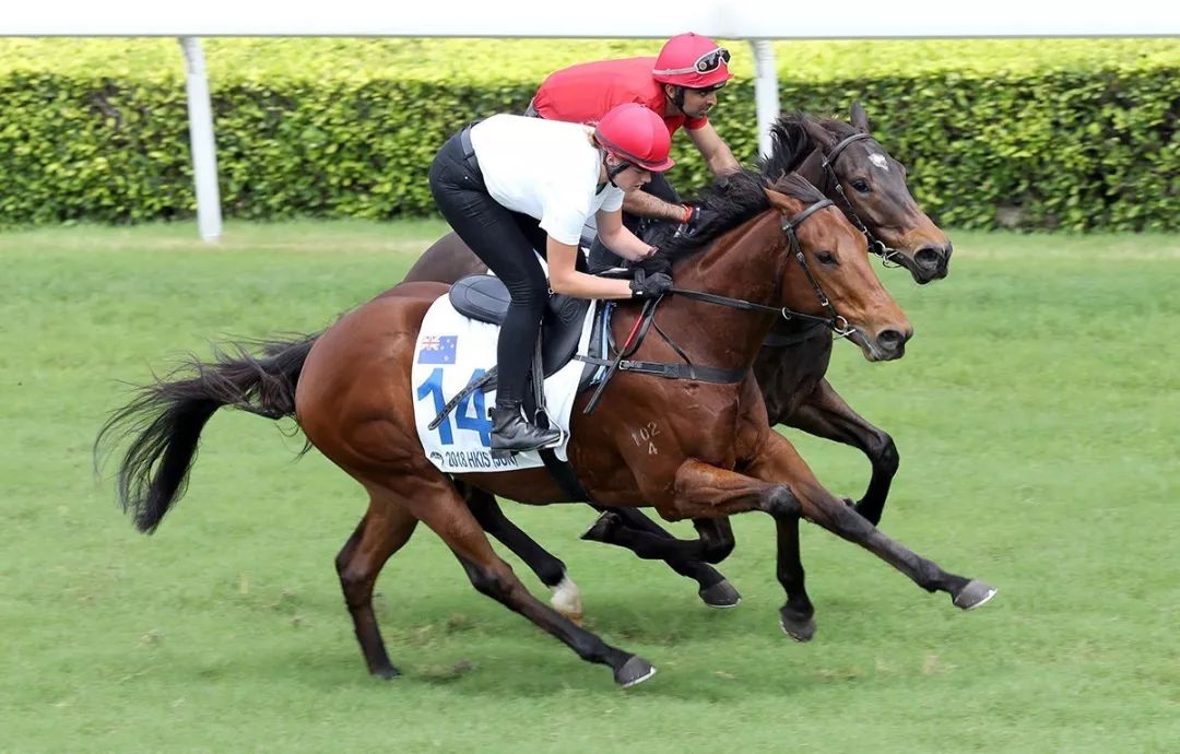 【香港國際馬匹拍賣會】明晚拍賣會將推出14匹精選馬匹